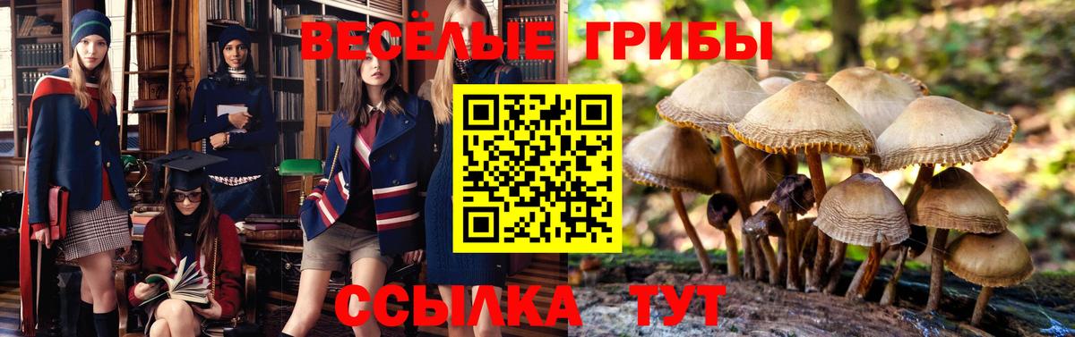 Рославль  Галлюциногенные грибы Psilocybe  Вход с VPN 